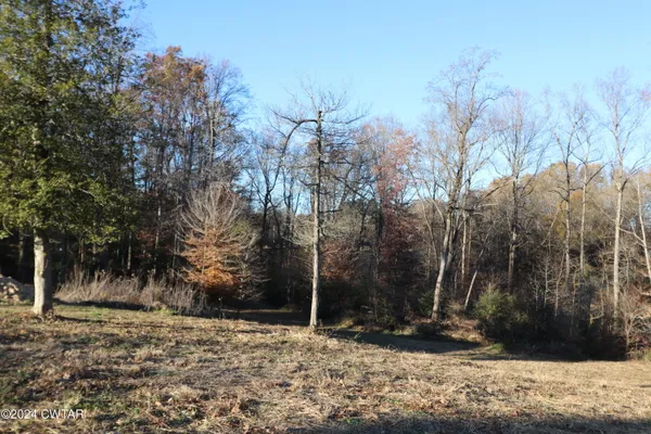 a view of a yard with trees