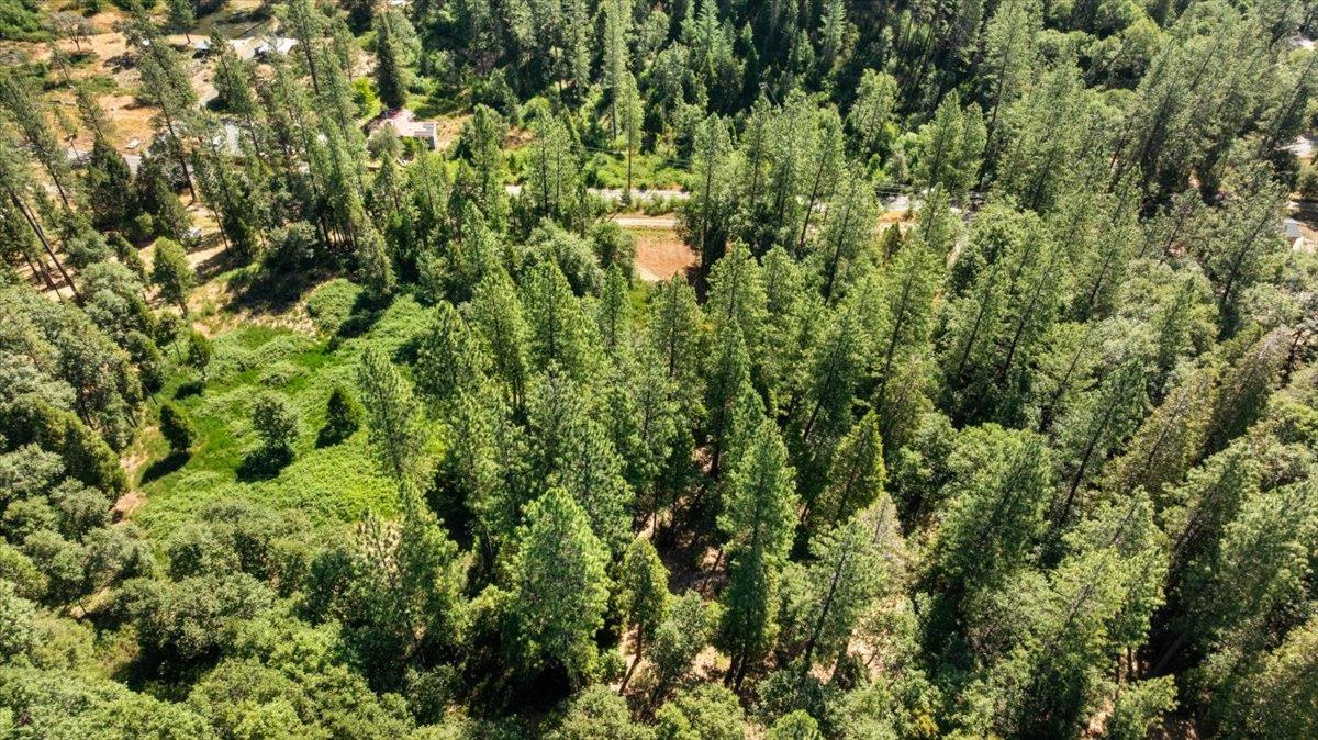 11620 Bitney Springs Road Nevada City, CA 95959 - Photo 11 of 19 a view of a lush green forest with lots of trees