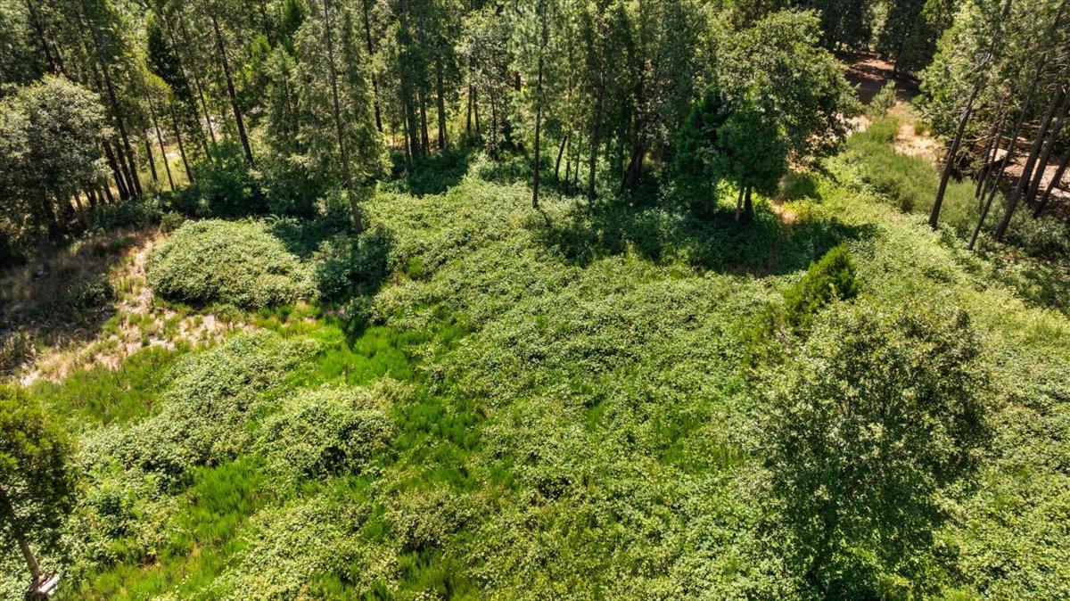 11620 Bitney Springs Road Nevada City, CA 95959 - Photo 12 of 19 a view of a garden
