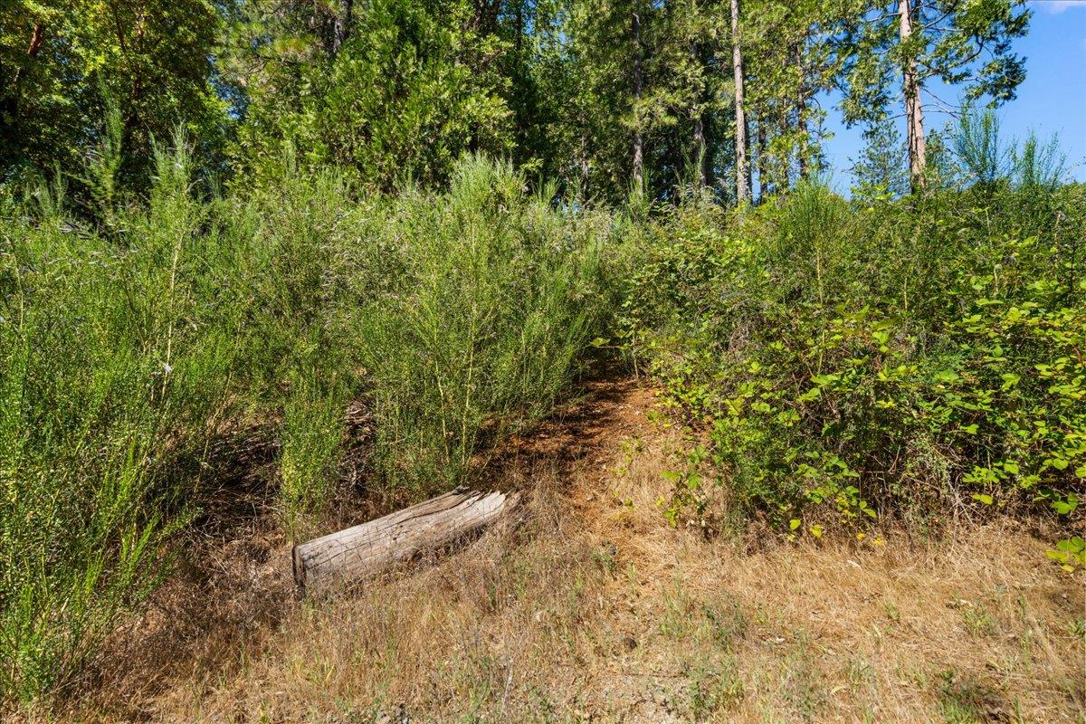11620 Bitney Springs Road Nevada City, CA 95959 - Photo 16 of 19 a view of a yard with plants and large trees