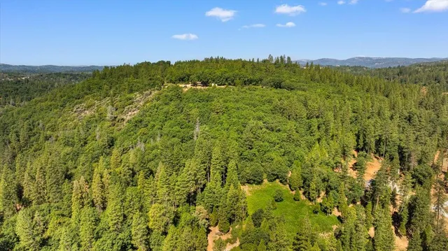 a view of a lush green forest with a mountain