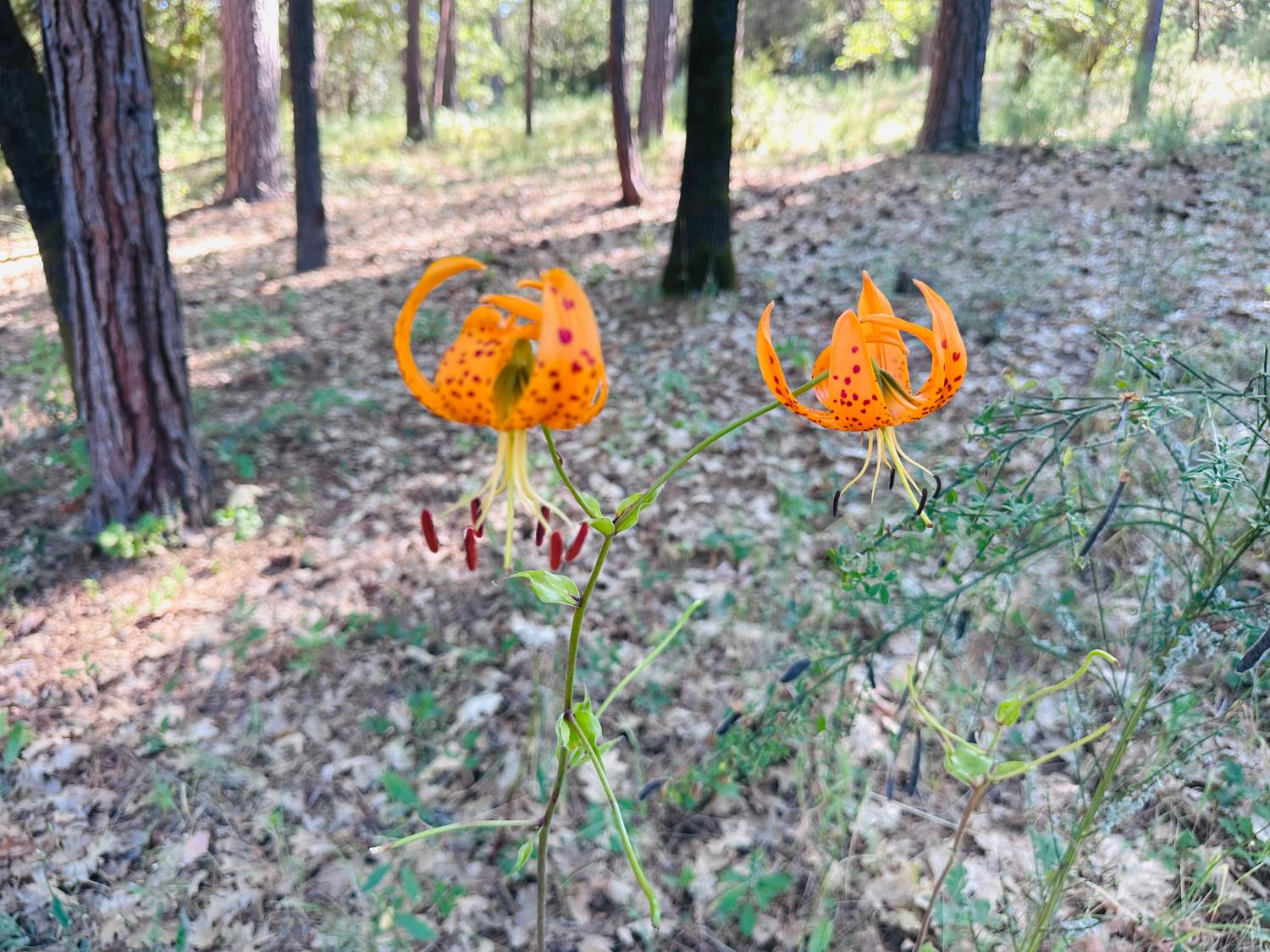 11620 Bitney Springs Road Nevada City, CA 95959 - Photo 19 of 19 a view of swimming pool with a backyard and tree