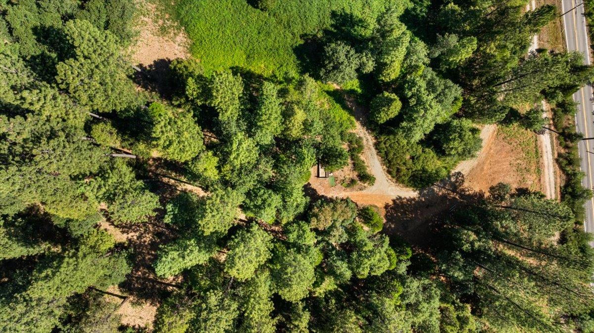 11620 Bitney Springs Road Nevada City, CA 95959 - Photo 3 of 19 a plant view