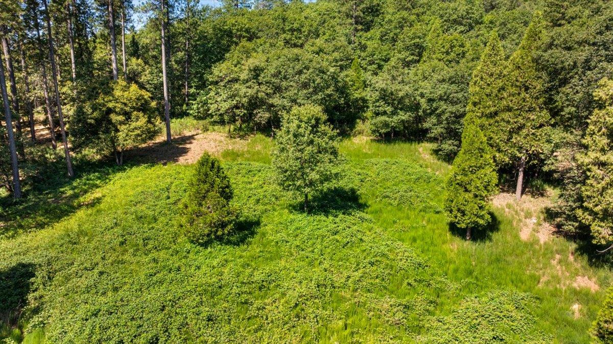 11620 Bitney Springs Road Nevada City, CA 95959 - Photo 5 of 19 a view of a garden