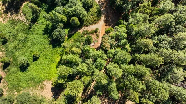 a plant with lots of trees