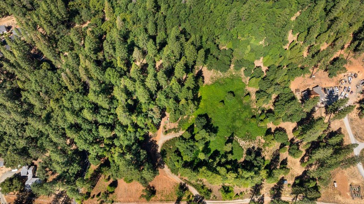 11620 Bitney Springs Road Nevada City, CA 95959 - Photo 9 of 19 a view of a plant