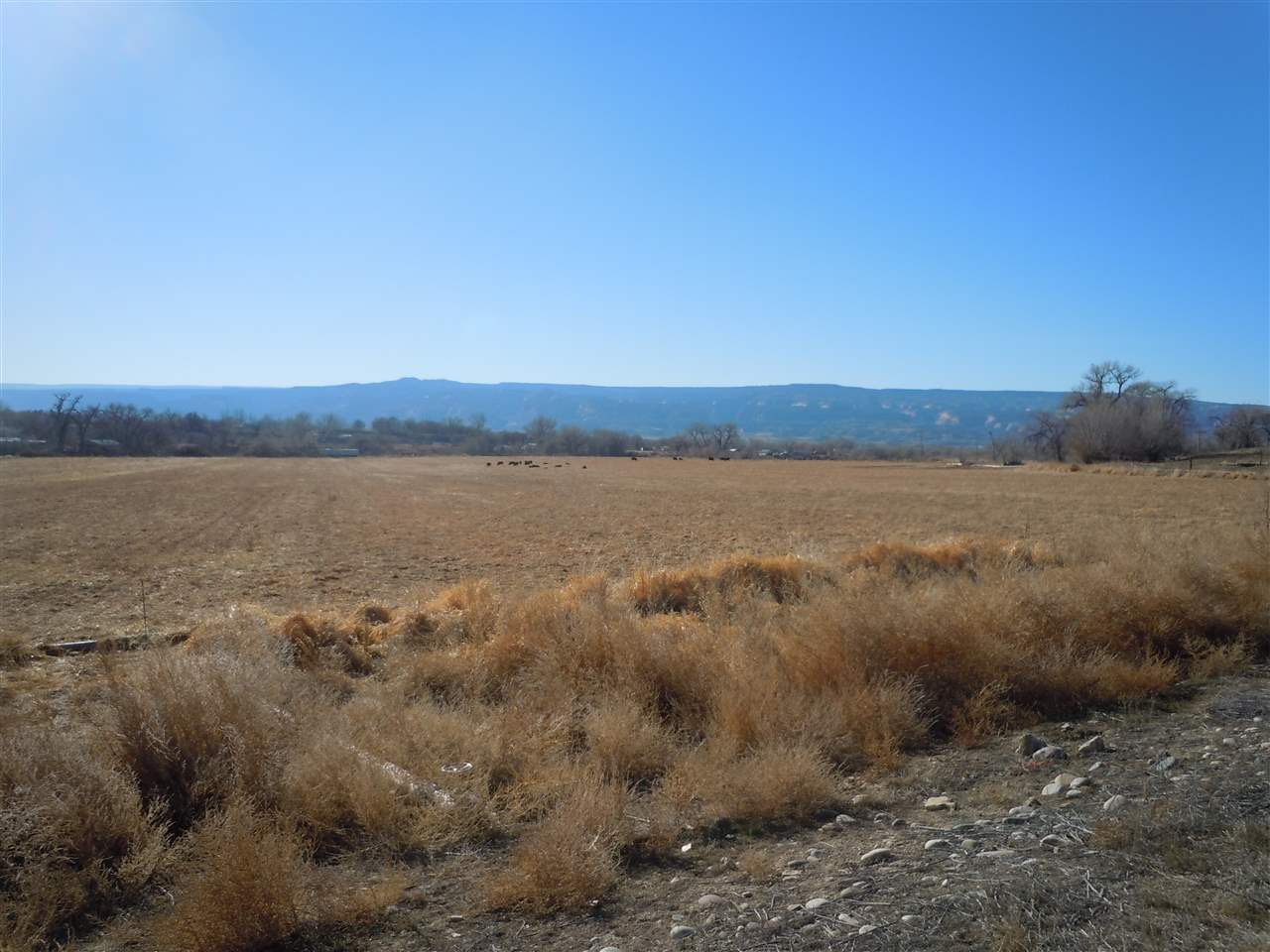 1353 17 1/2 Road Fruita, CO 81521 - Photo 10 of 19 Gallery Image 10