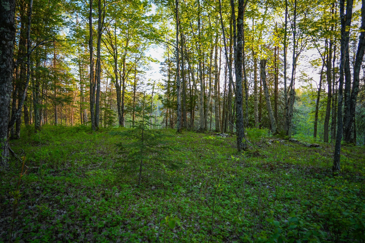 V/l V/l 33rd Road Gladstone, MI 49837 - Photo 52 of 70