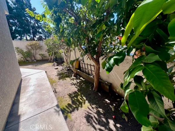 a close up of a tree