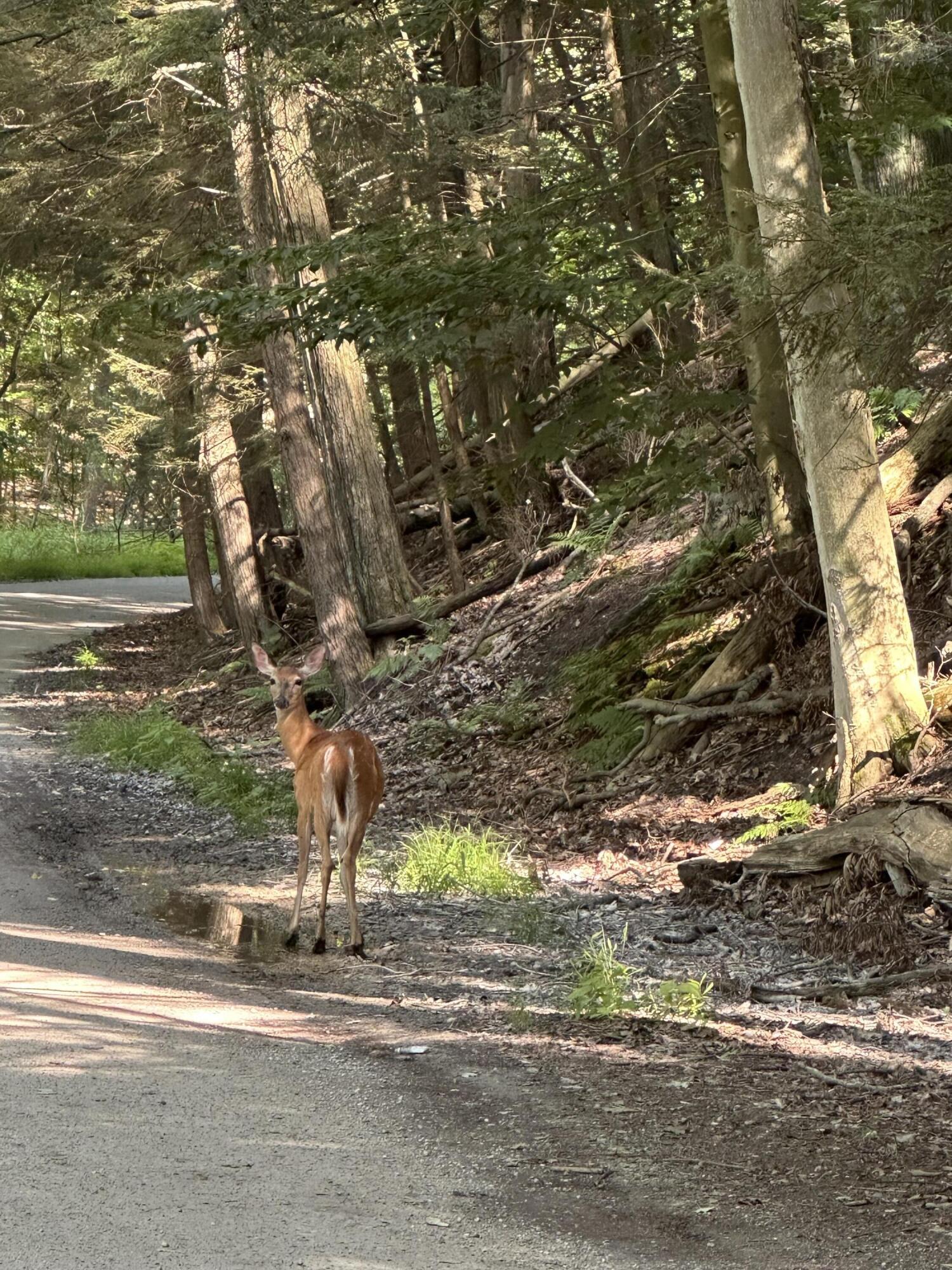 0 West Fruitvale Road Montague, MI 49437 - Photo 2 of 13 Where the deer play