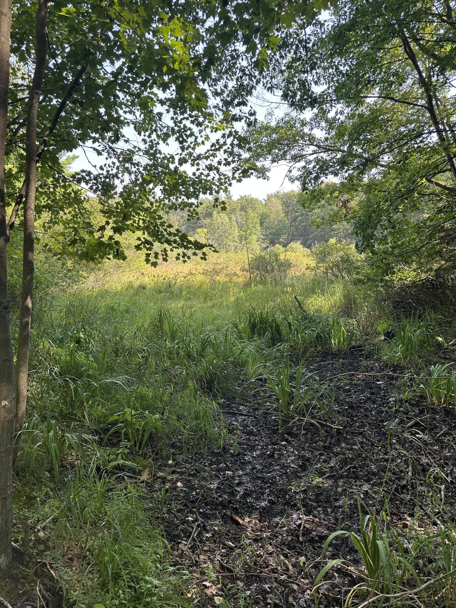 0 West Fruitvale Road Montague, MI 49437 - Photo 4 of 13 Path into property