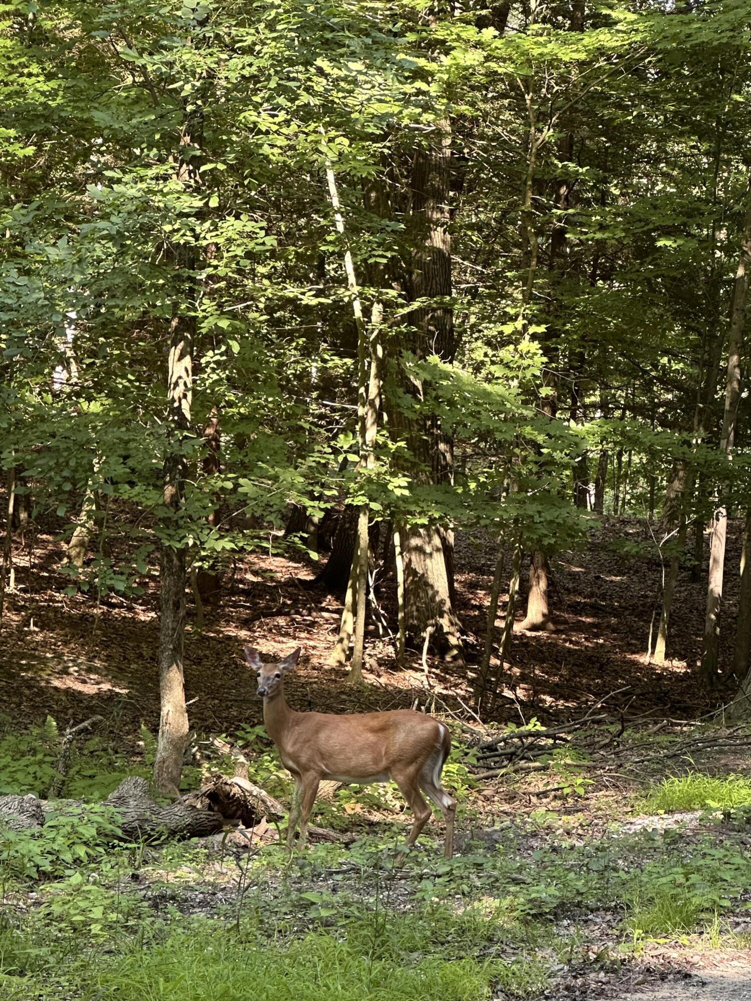 0 West Fruitvale Road Montague, MI 49437 - Photo 7 of 13 The deer in motion
