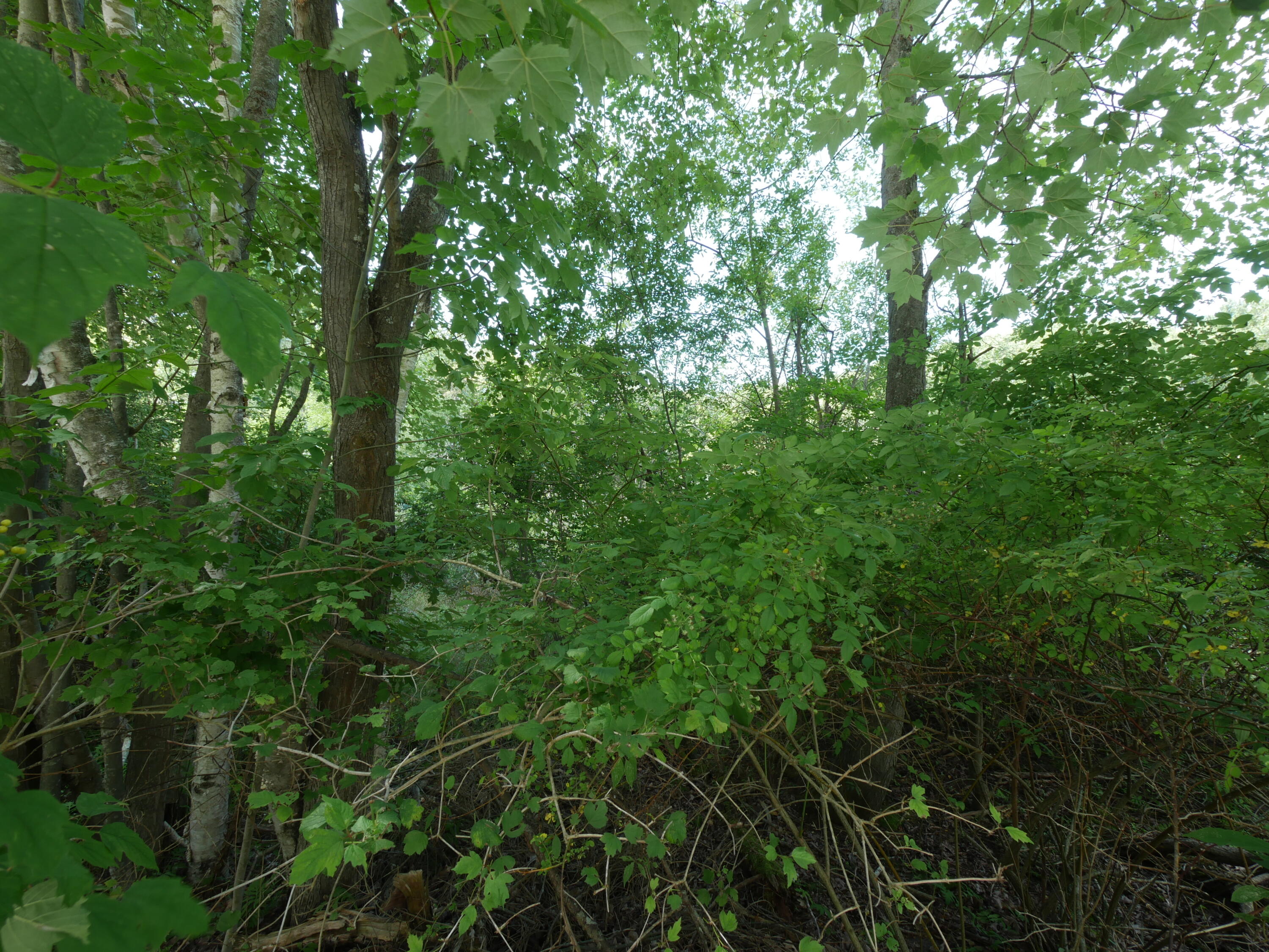 0 West Fruitvale Road Montague, MI 49437 - Photo 8 of 13 IMG_3306