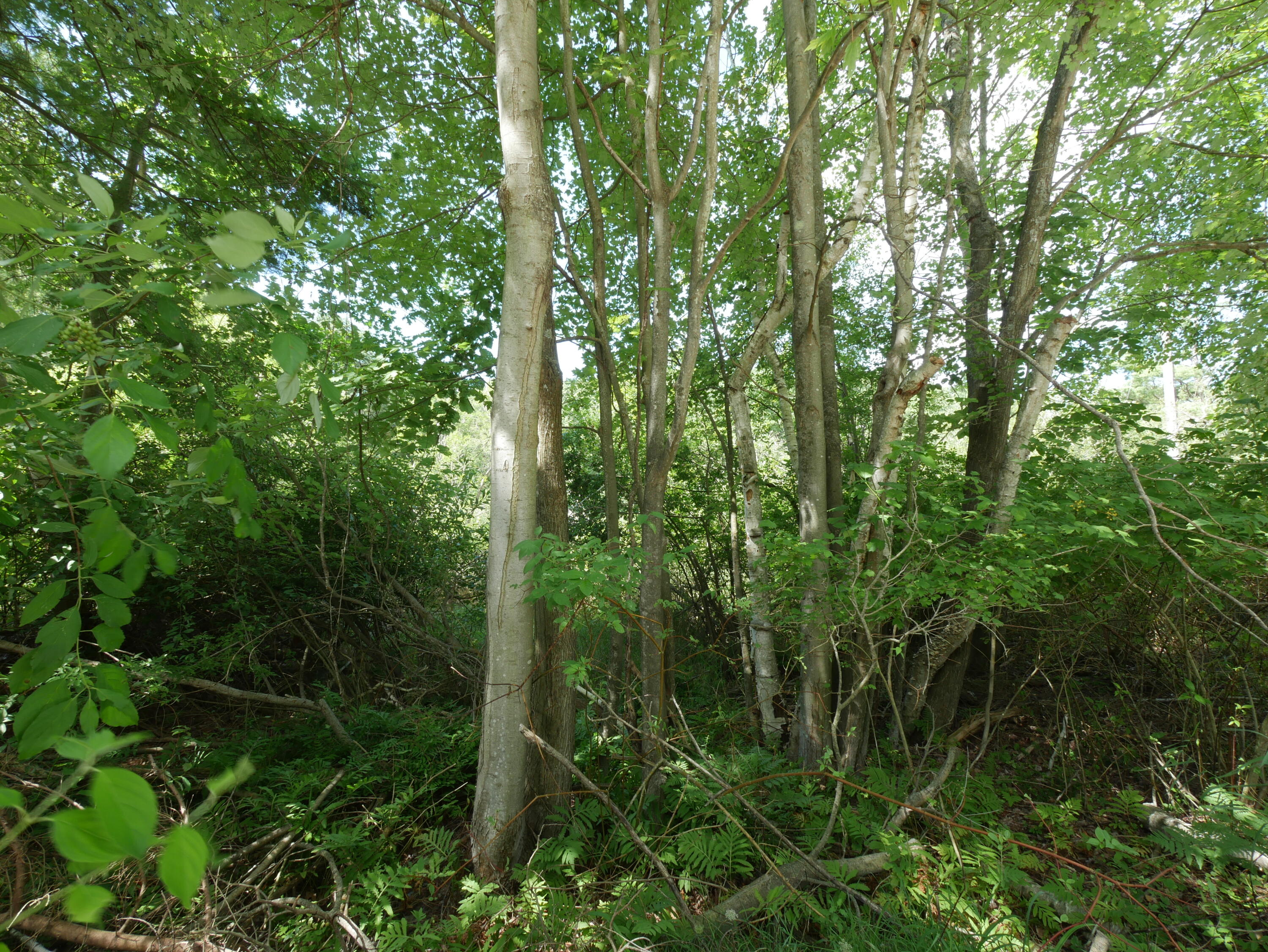 0 West Fruitvale Road Montague, MI 49437 - Photo 9 of 13 IMG_3307