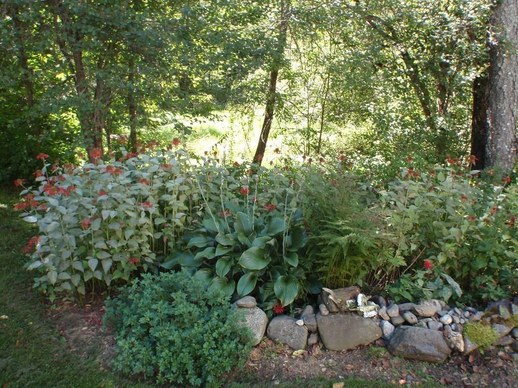 1752 Edinburg Road Old Town, ME 04468 - Photo 27 of 35 Some of the perennials that are part...