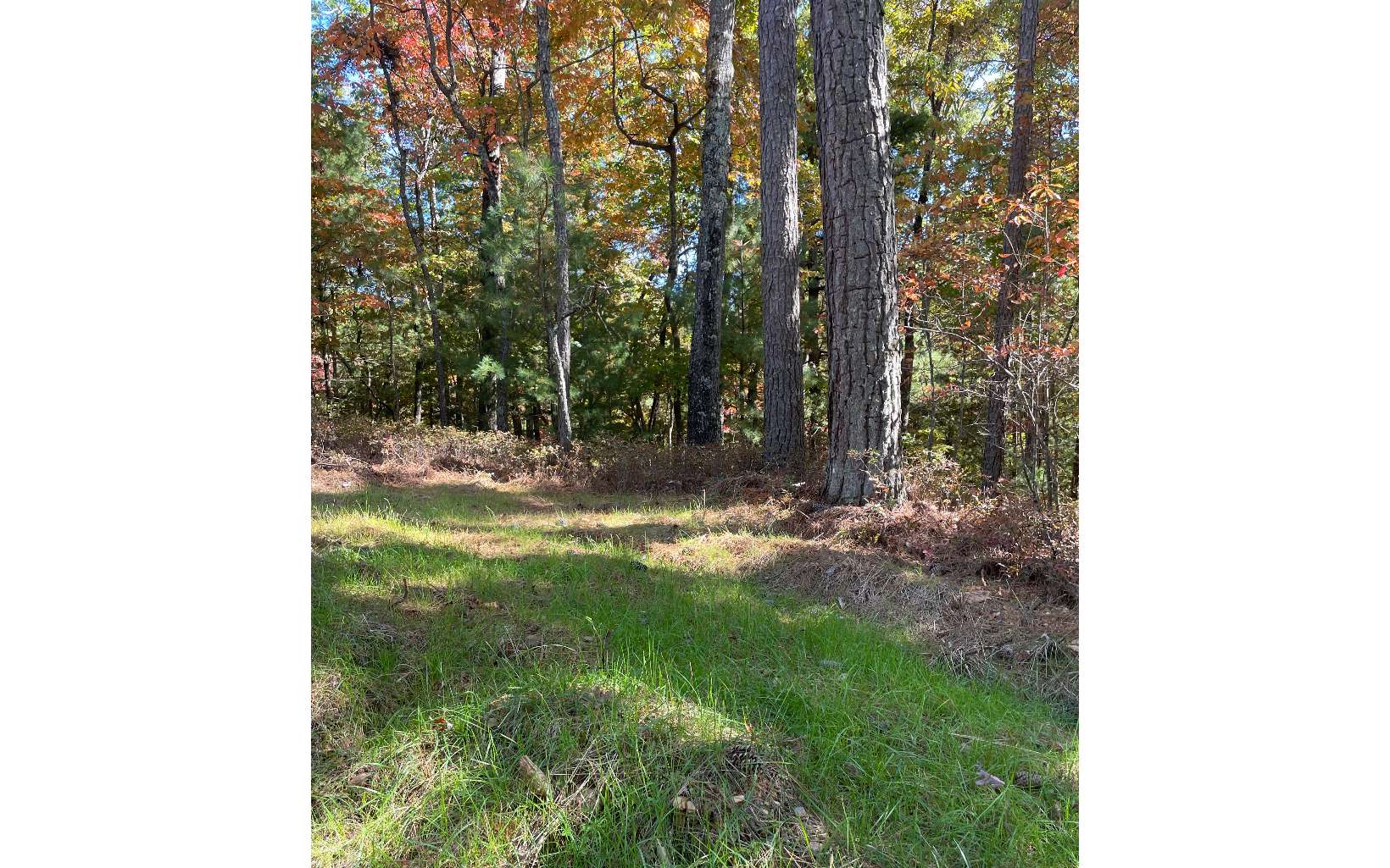 0 Bear Walk Road Mineral Bluff, GA 30559 - Photo 1 of 3 Main View