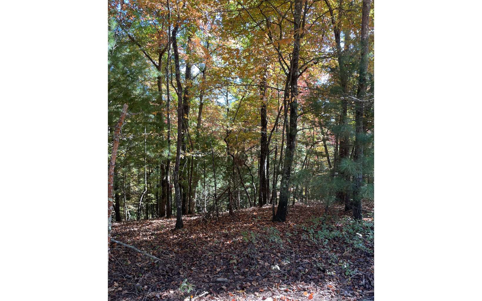 0 Bear Walk Road Mineral Bluff, GA 30559 - Photo 2 of 3 Additional View