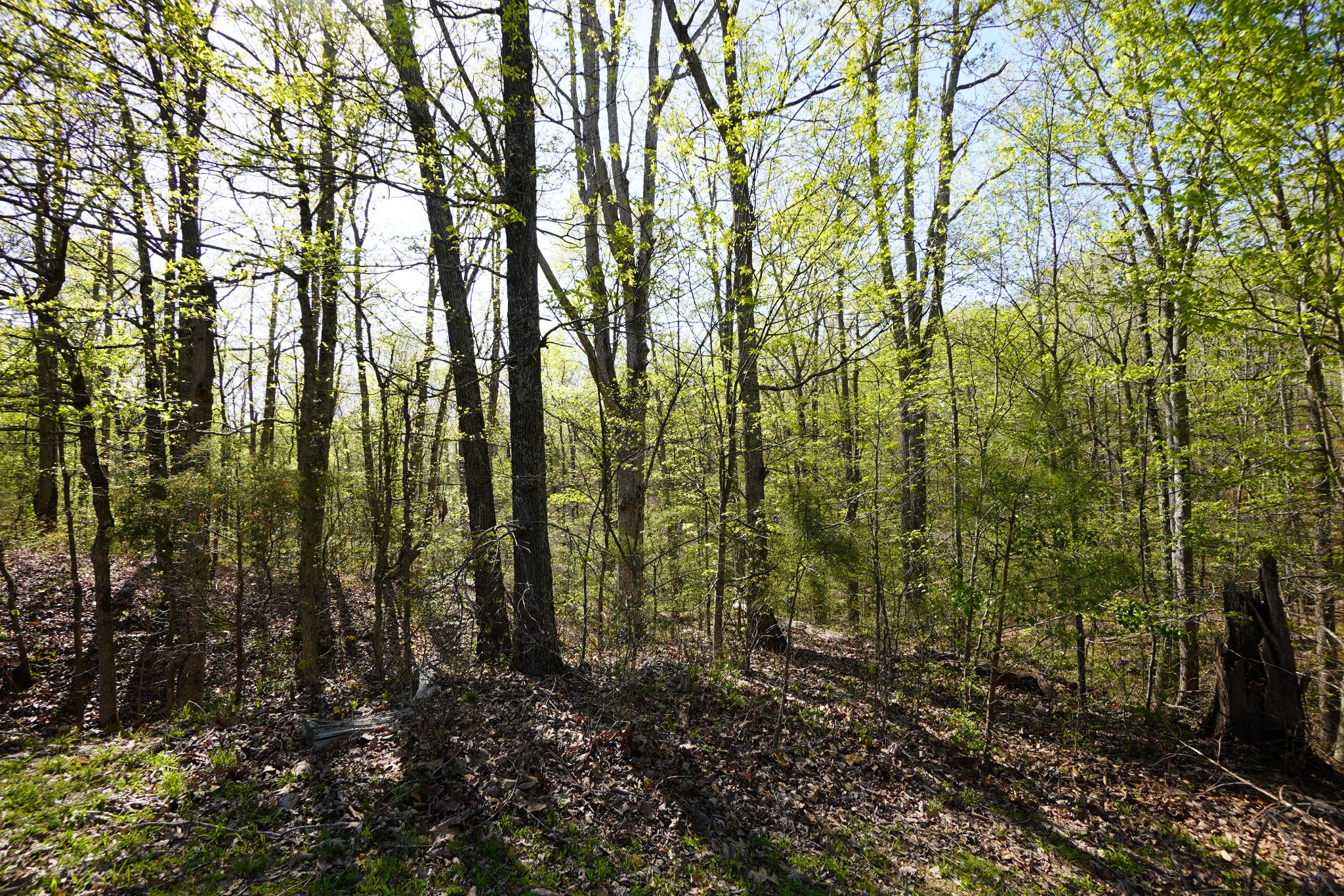 949 Pleasant Hill Road Dover, TN 37058 - Photo 18 of 32 Gallery Image 18
