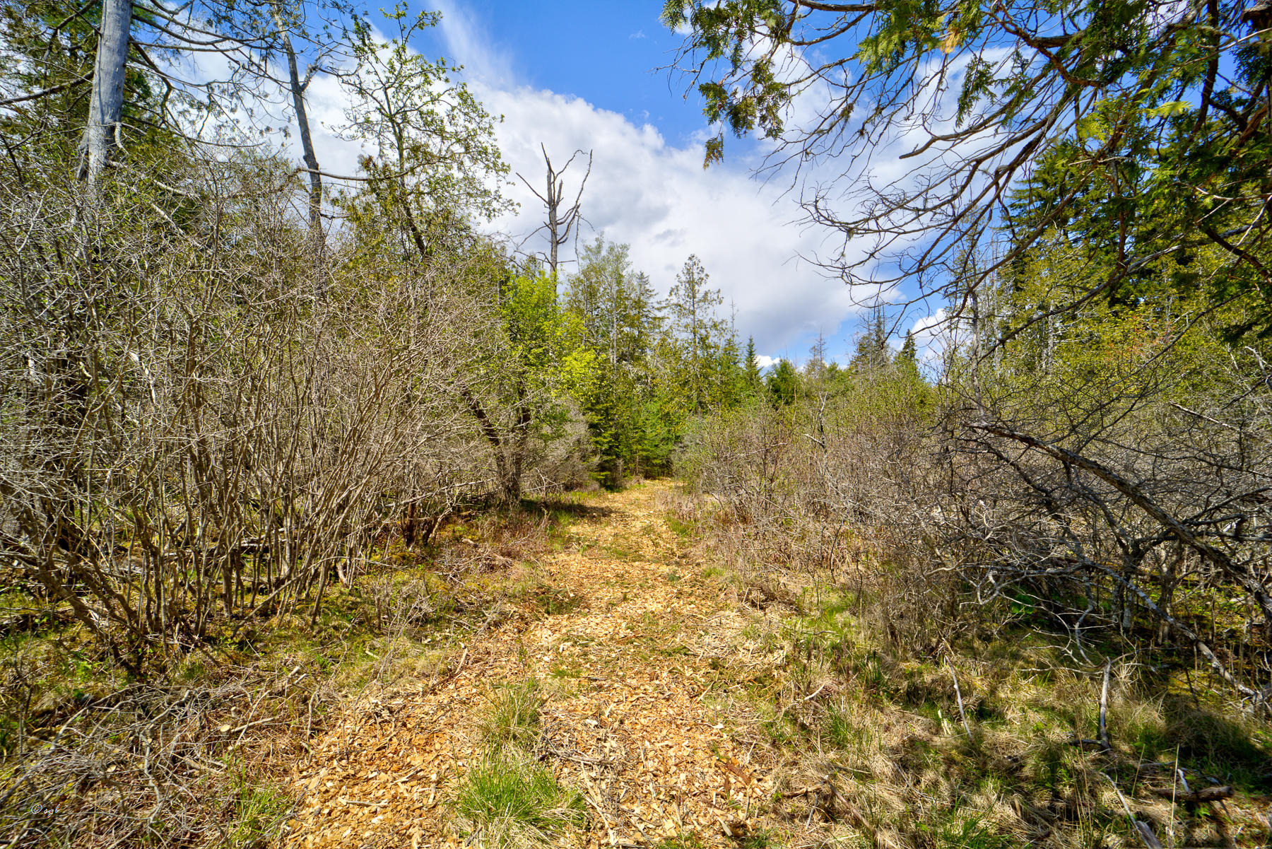 Tbd Castine Road Castine, ME 04421 - Photo 9 of 18 Castino Land 9