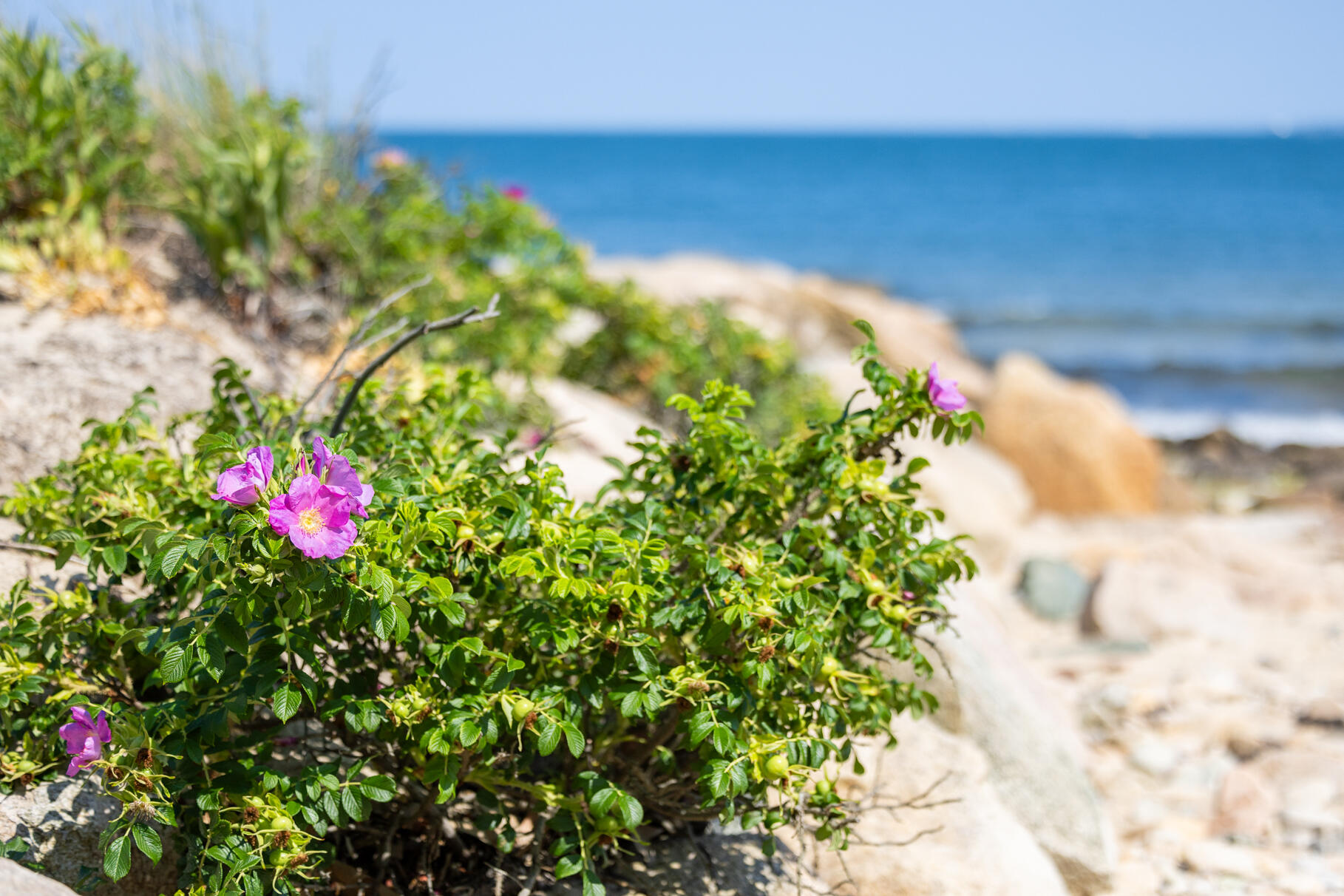 77 Fay Road Falmouth, MA 02543 - Photo 50 of 53 a view of a flower