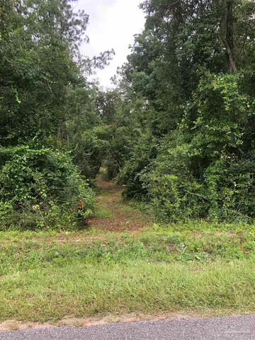 a view of a yard with plants and large trees