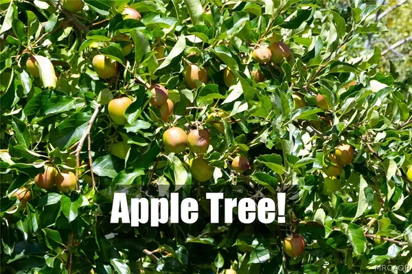 a picture of tree