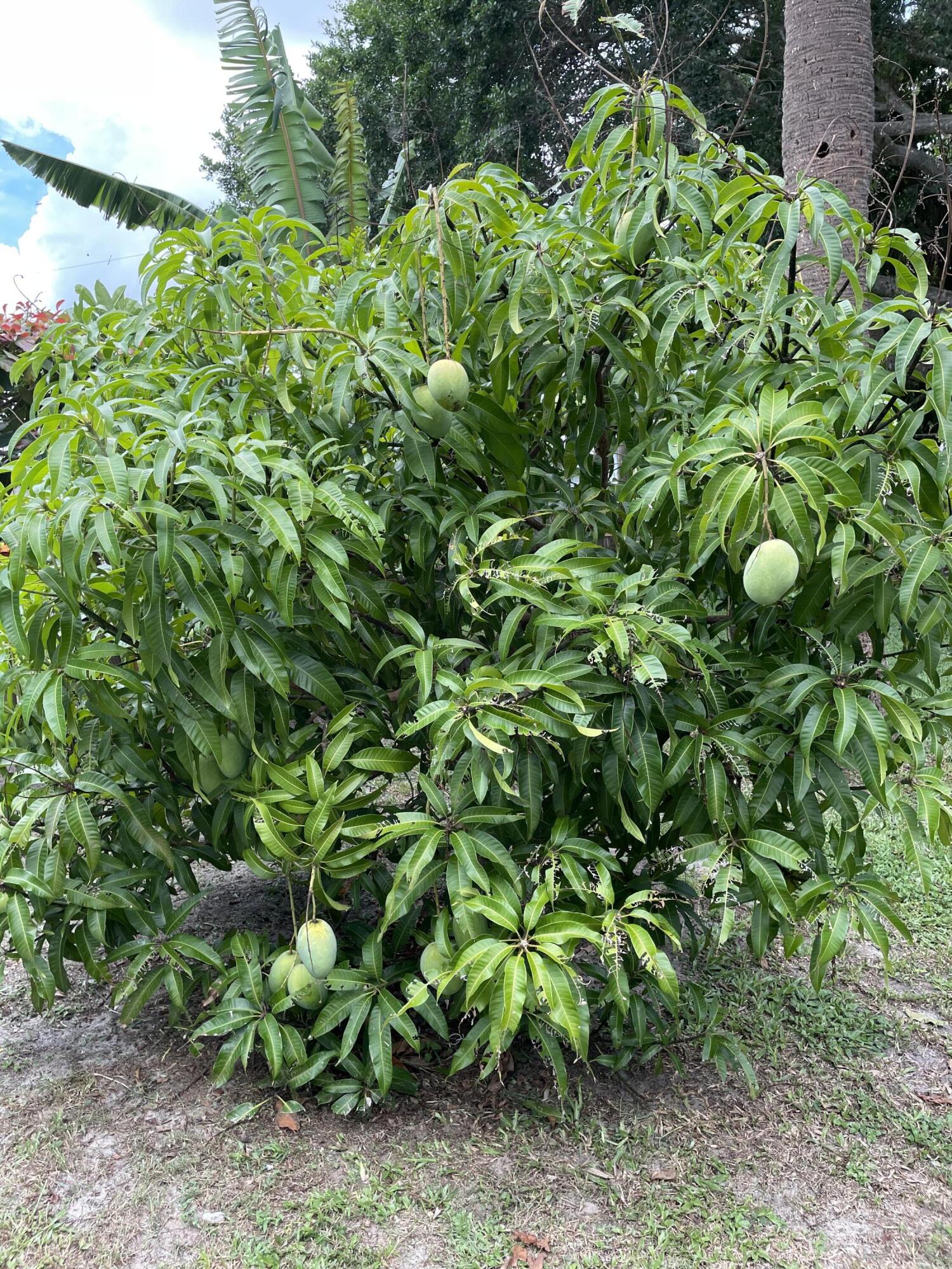 520 West Whitney Circle Jupiter, FL 33458 - Photo 18 of 20 7157E4B2-8A95-4F67-AF6D-ECC234DF99B6