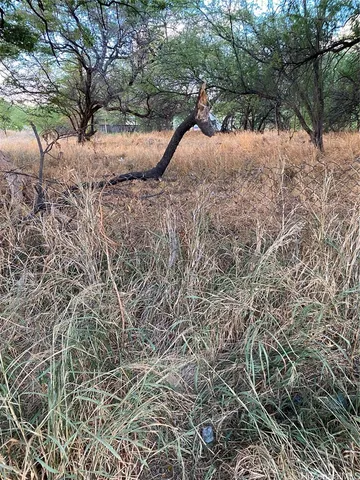 a view of a yard with a tree
