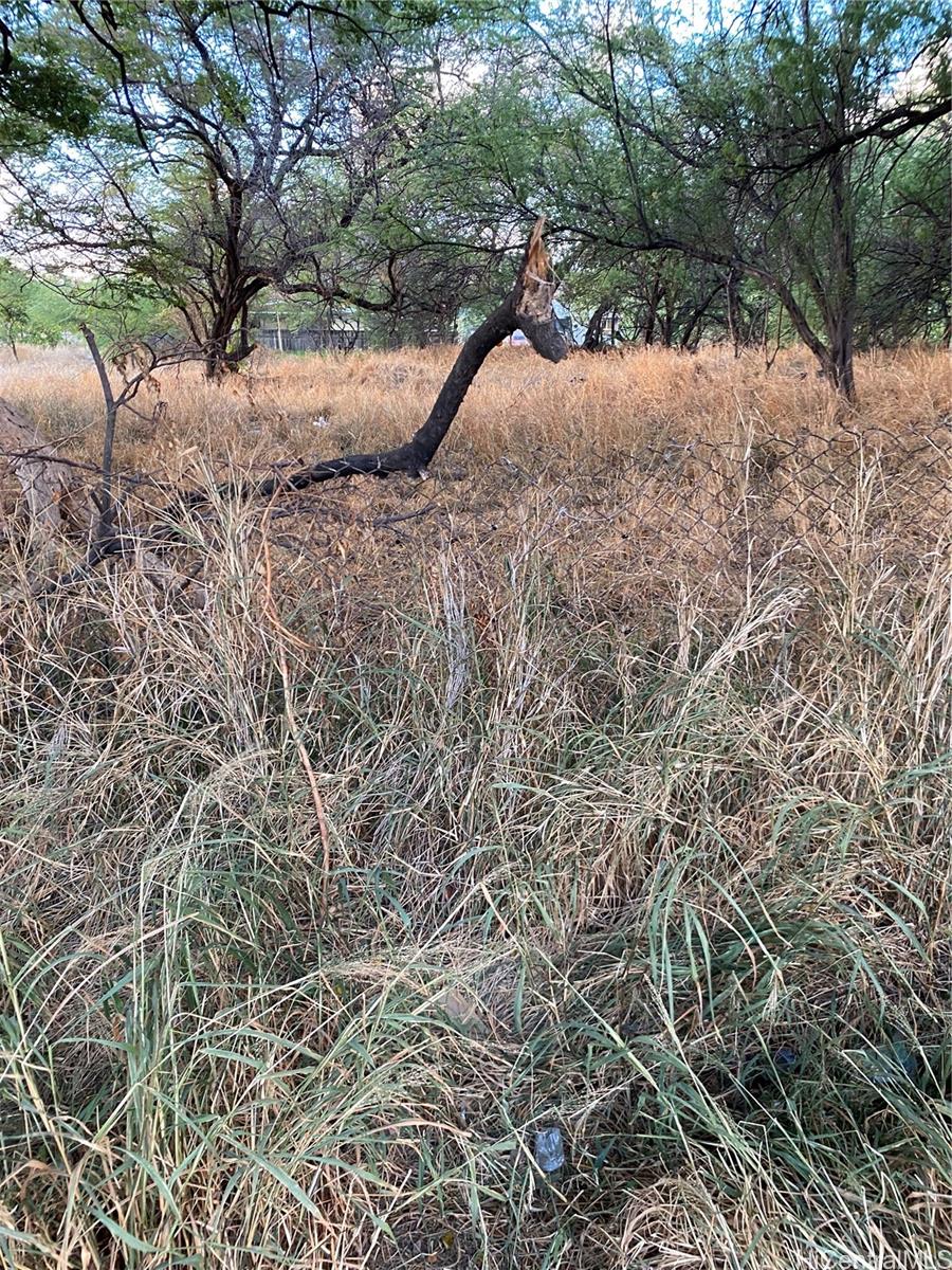 a view of a yard with a tree