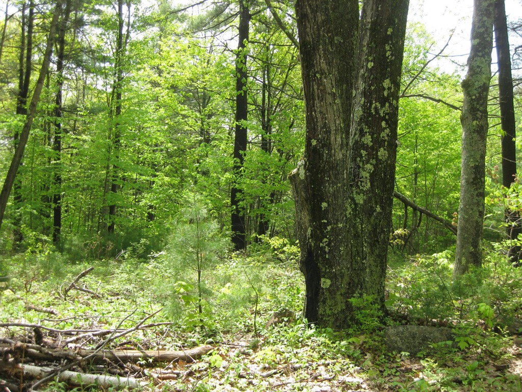 Lot 2 East Malone Road Hubbardston, MA 01452 - Photo 1 of 1 Gallery Image 1