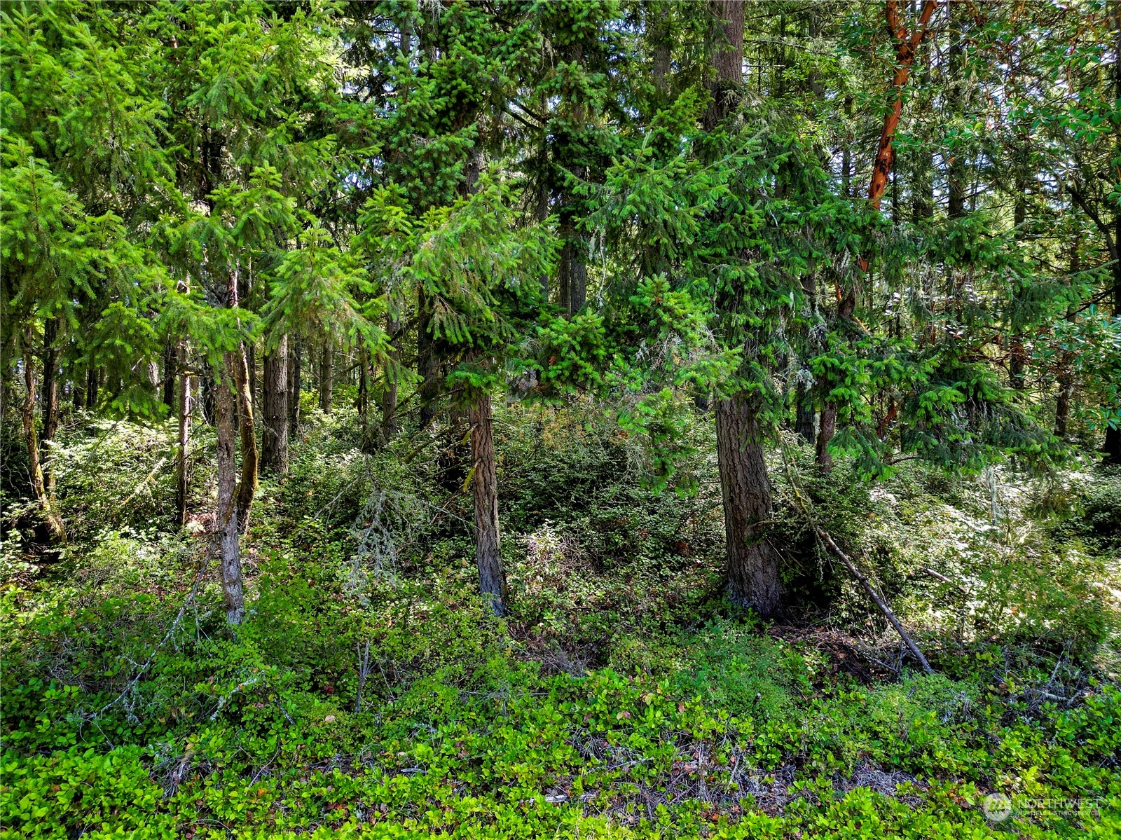 10205 Eckenstam Johnson Road Anderson Island, WA 98303 - Photo 2 of 3