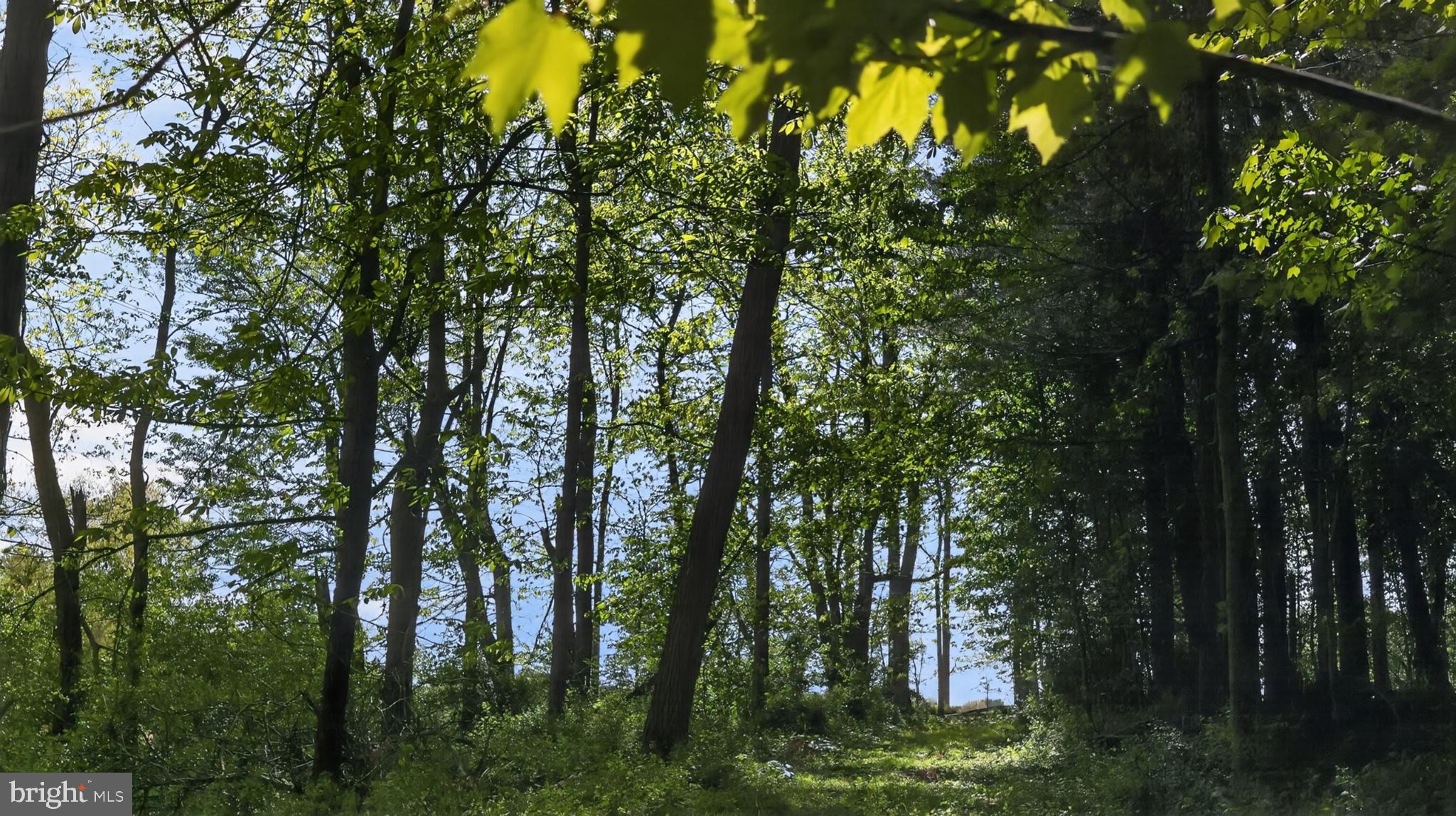 1599 Sanctuary Road Manheim, PA 17545 - Photo 64 of 66 Sunlit path through lush greenery.