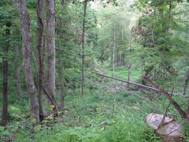 0 Douglas Run Road St. Marys, WV 26170 - Photo 3 of 12