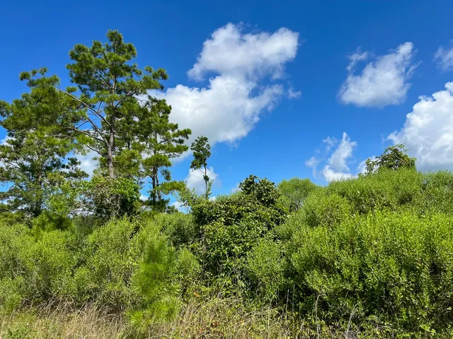 $481,250 | 3 Highway 63 Burkeville Tx 75932, Wiergate, TX 75977