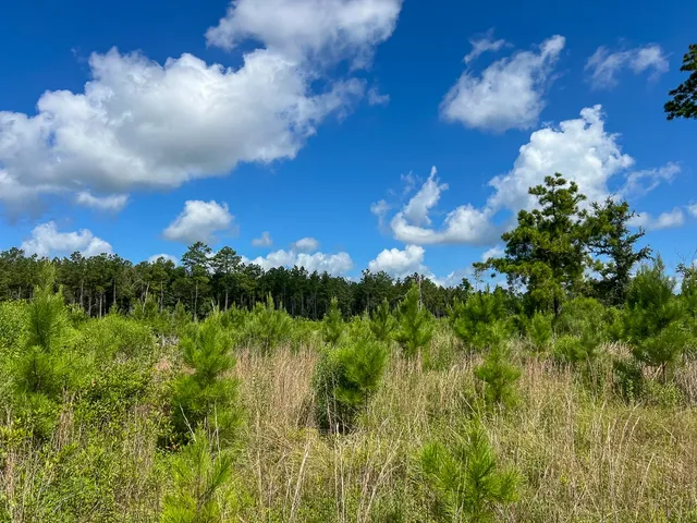 $481,250 | 3 Highway 63 Burkeville Tx 75932, Wiergate, TX 75977