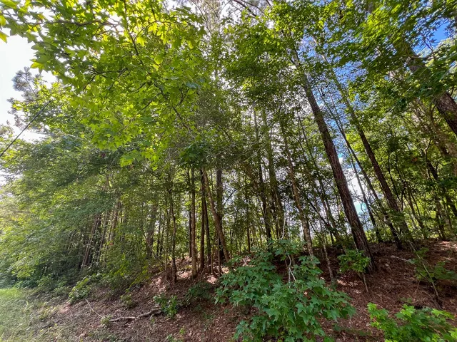 $481,250 | 3 Highway 63 Burkeville Tx 75932, Wiergate, TX 75977