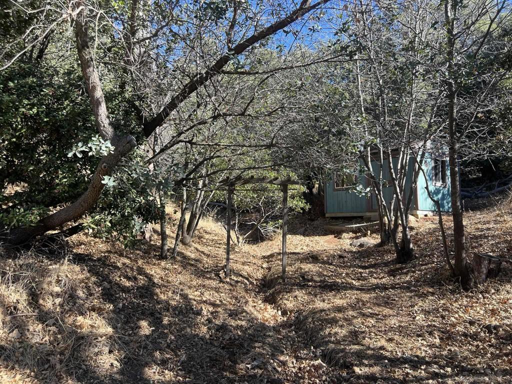 5298 Pine Hills Road Julian, CA 92036 - Photo 7 of 21 a view of a tree in the yard