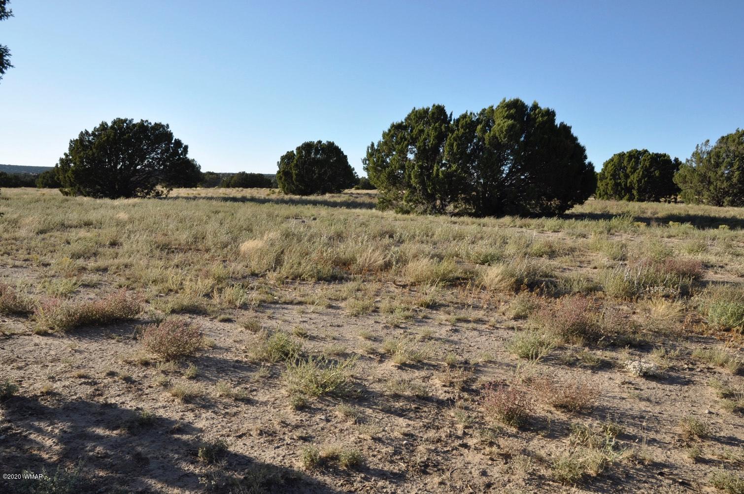 61 Concho Valley Concho, AZ 85924 - Photo 8 of 13 a view of outdoor space and covered with tall trees