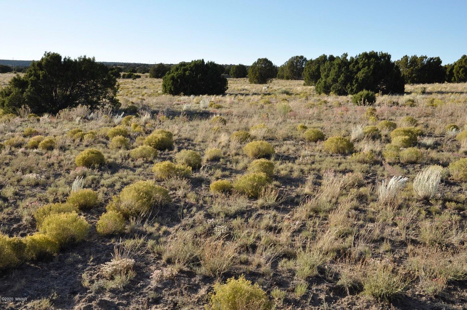 61 Concho Valley Concho, AZ 85924 - Photo 10 of 13 a view of a field