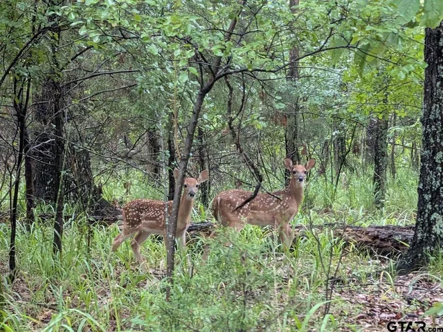 $608,000 | 4650 Dekalb Tx 75559, De Kalb, TX 75559