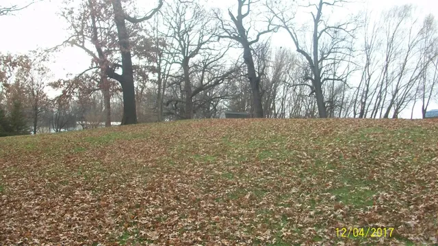 a view of a yard with trees