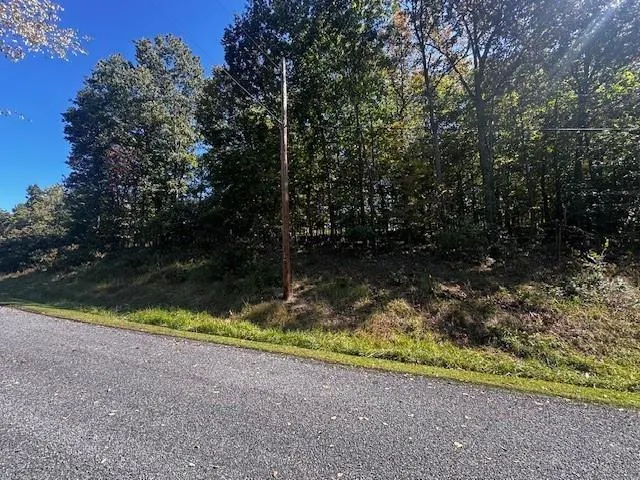 a view of backyard and tree