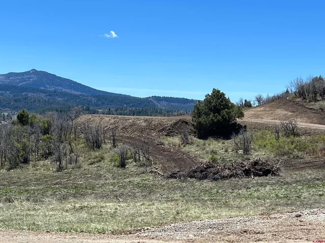 a view of a dry yard with green space