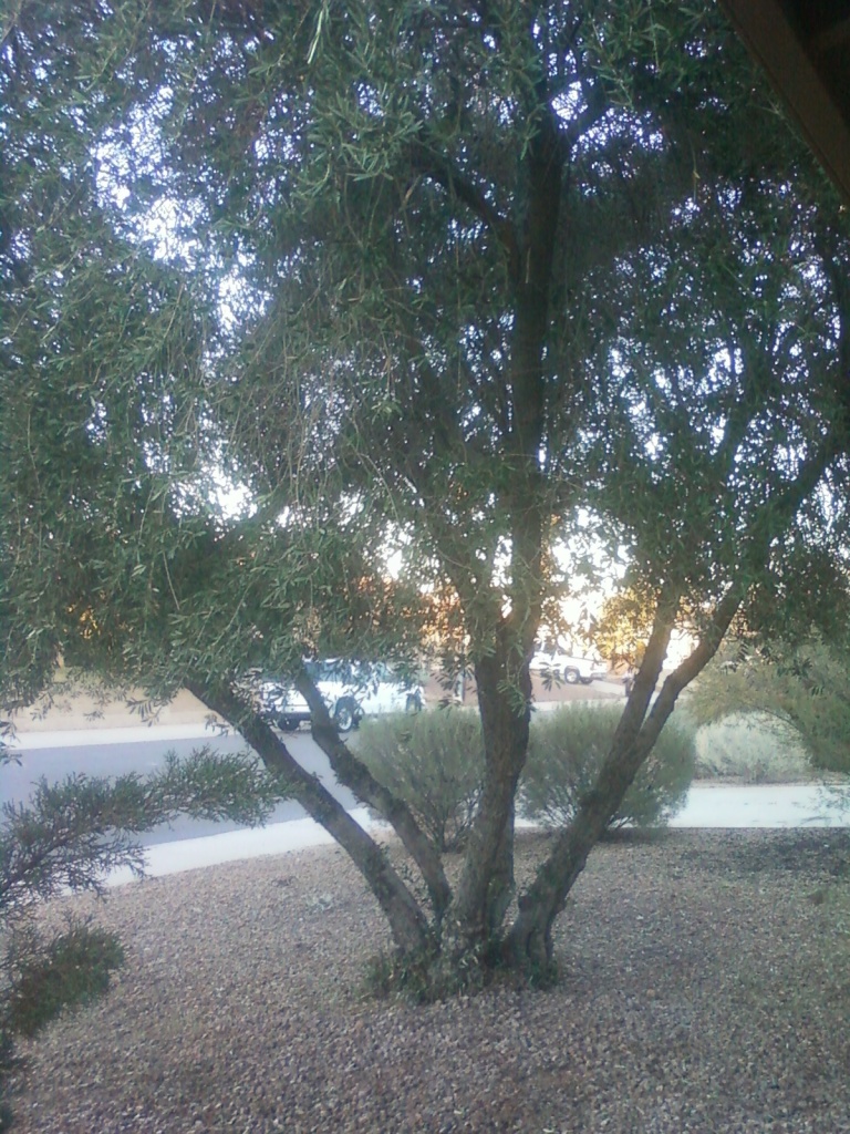 3607 East Bloomfield Road Phoenix, AZ 85032 - Photo 28 of 38 house