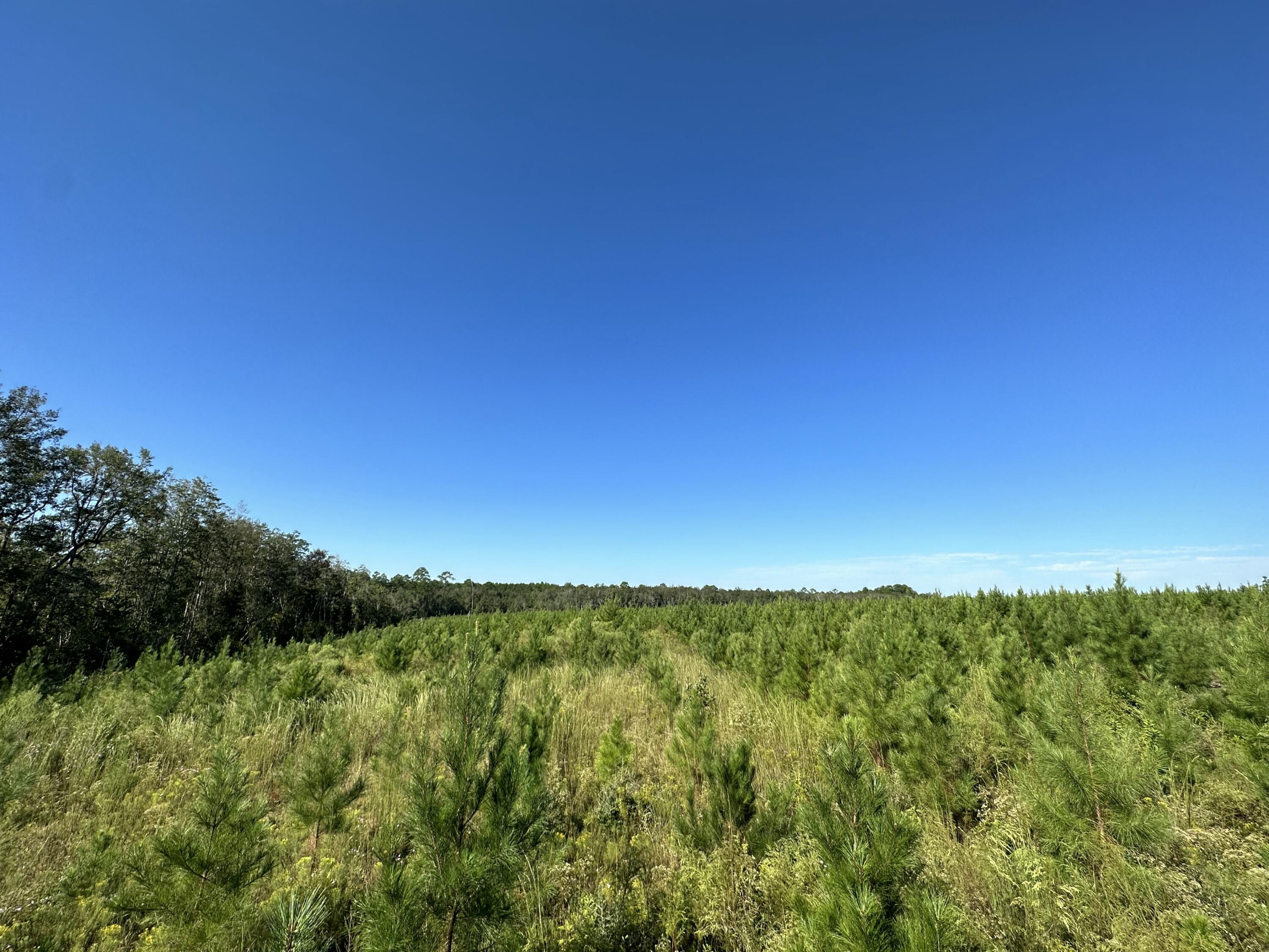 Parcel L Buck Tyner Road Laurel Hill, FL 32567 - Photo 11 of 21 IMG_3415