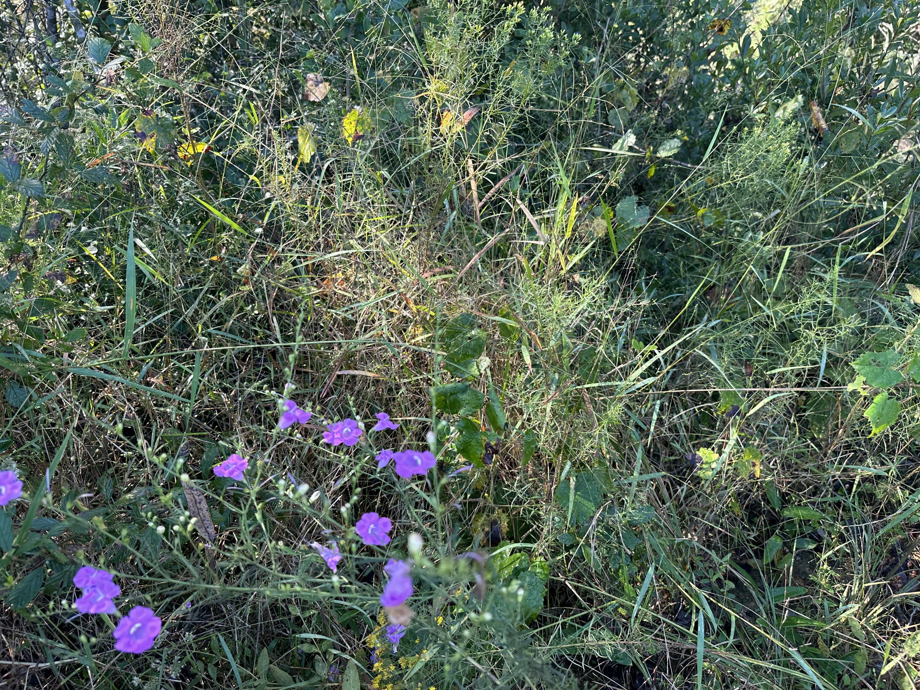 Parcel L Buck Tyner Road Laurel Hill, FL 32567 - Photo 5 of 21 IMG_3409