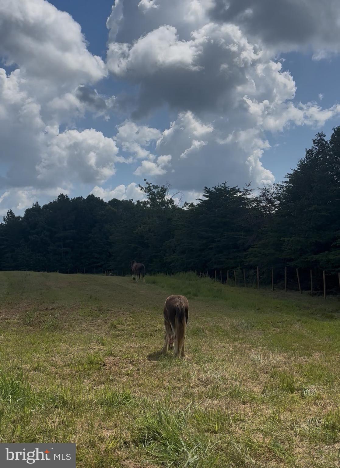 5049 Clover Road Randolph, VA 23962 - Photo 4 of 5