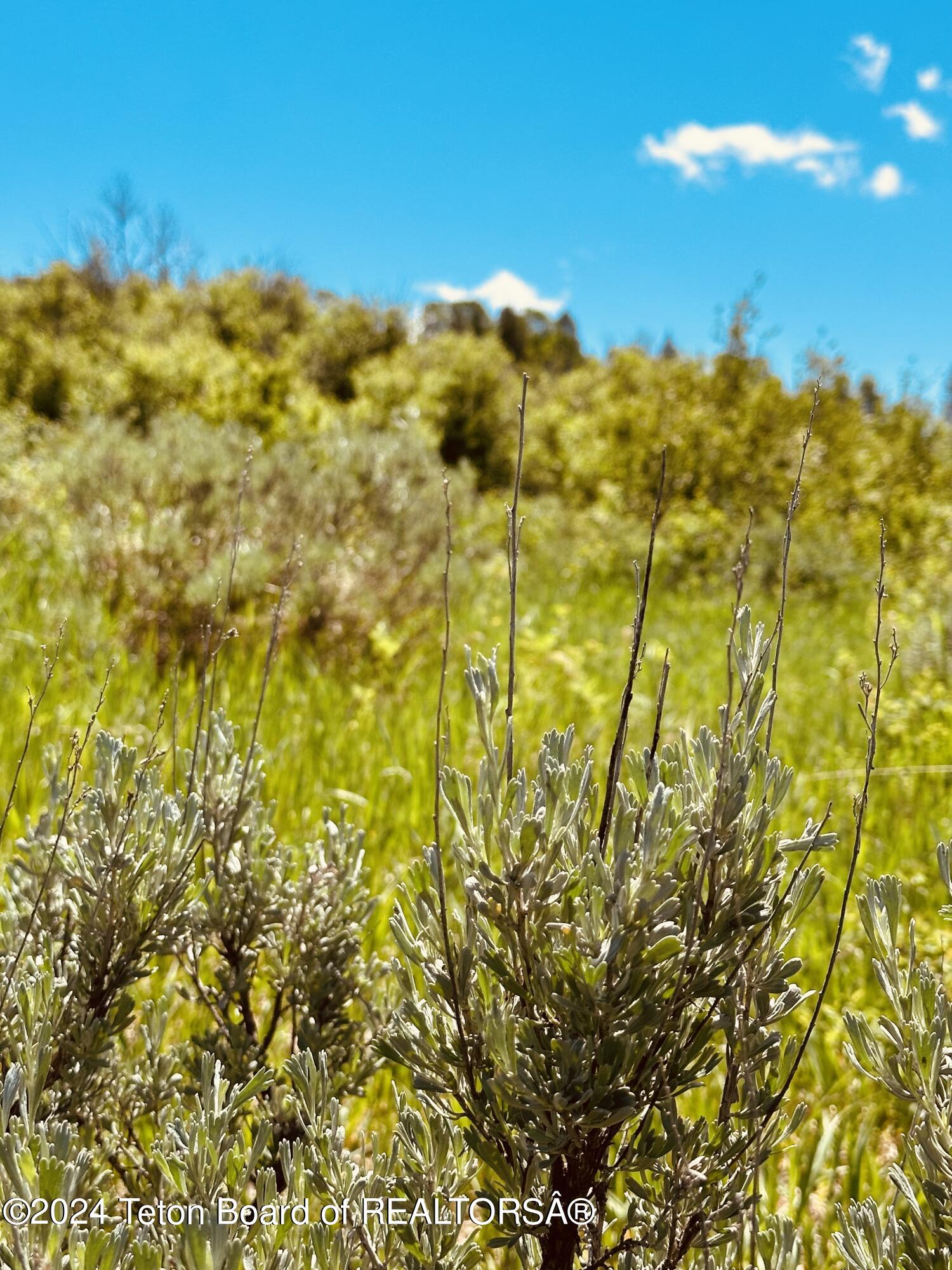 Marten Place Alpine, WY 83128 - Photo 11 of 13 IMG_7961