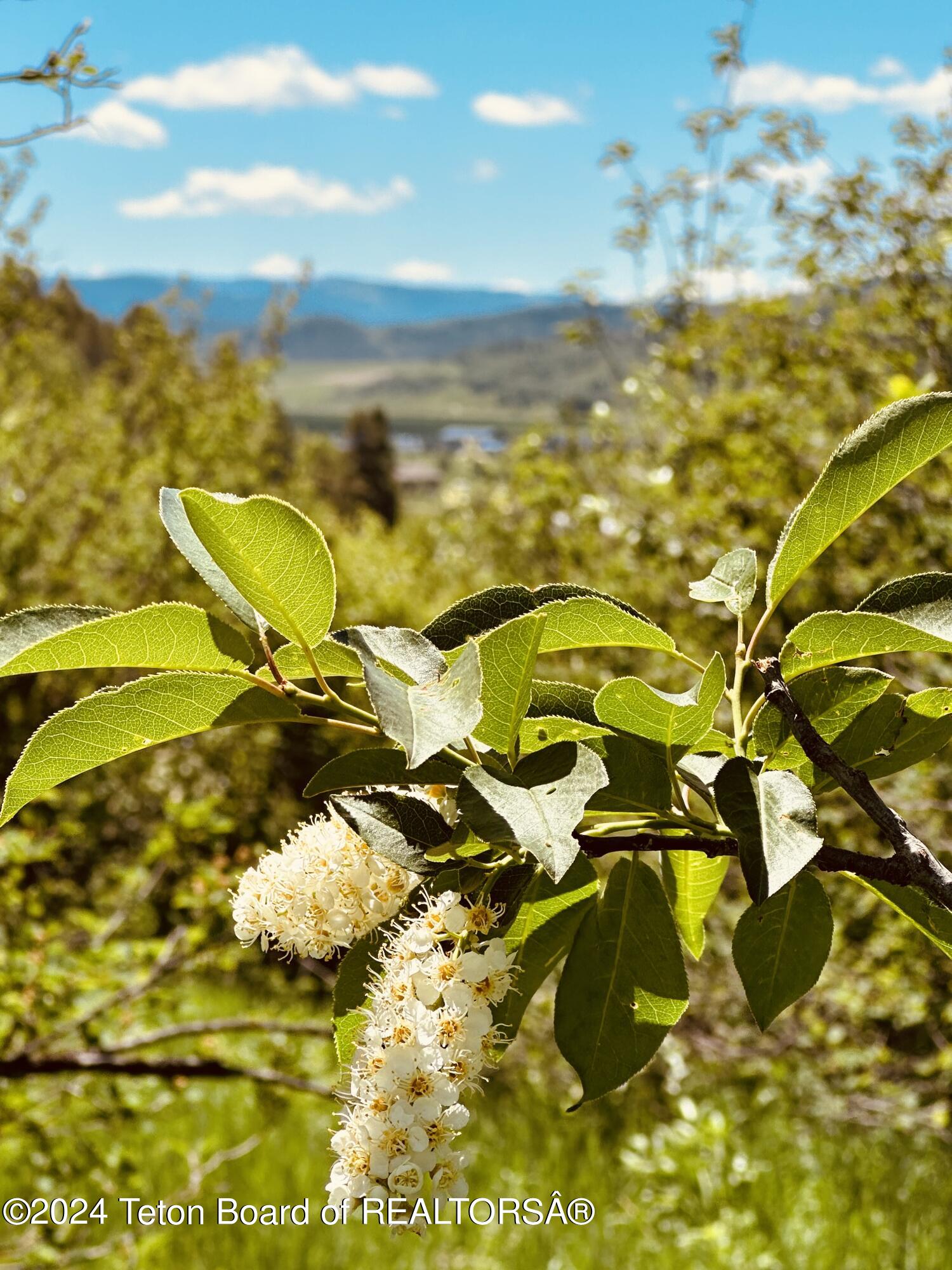 Marten Place Alpine, WY 83128 - Photo 9 of 13 IMG_7966