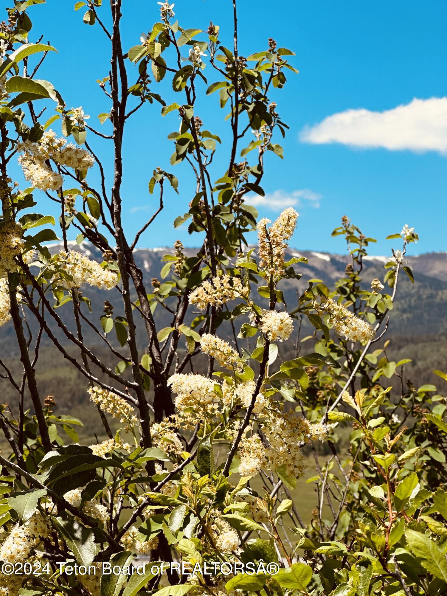 Marten Place Alpine, WY 83128 - Photo 10 of 13 IMG_7965